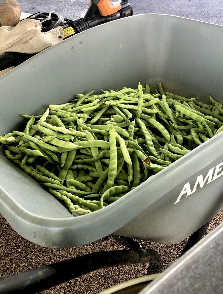 southern heritage - peas.jpeg